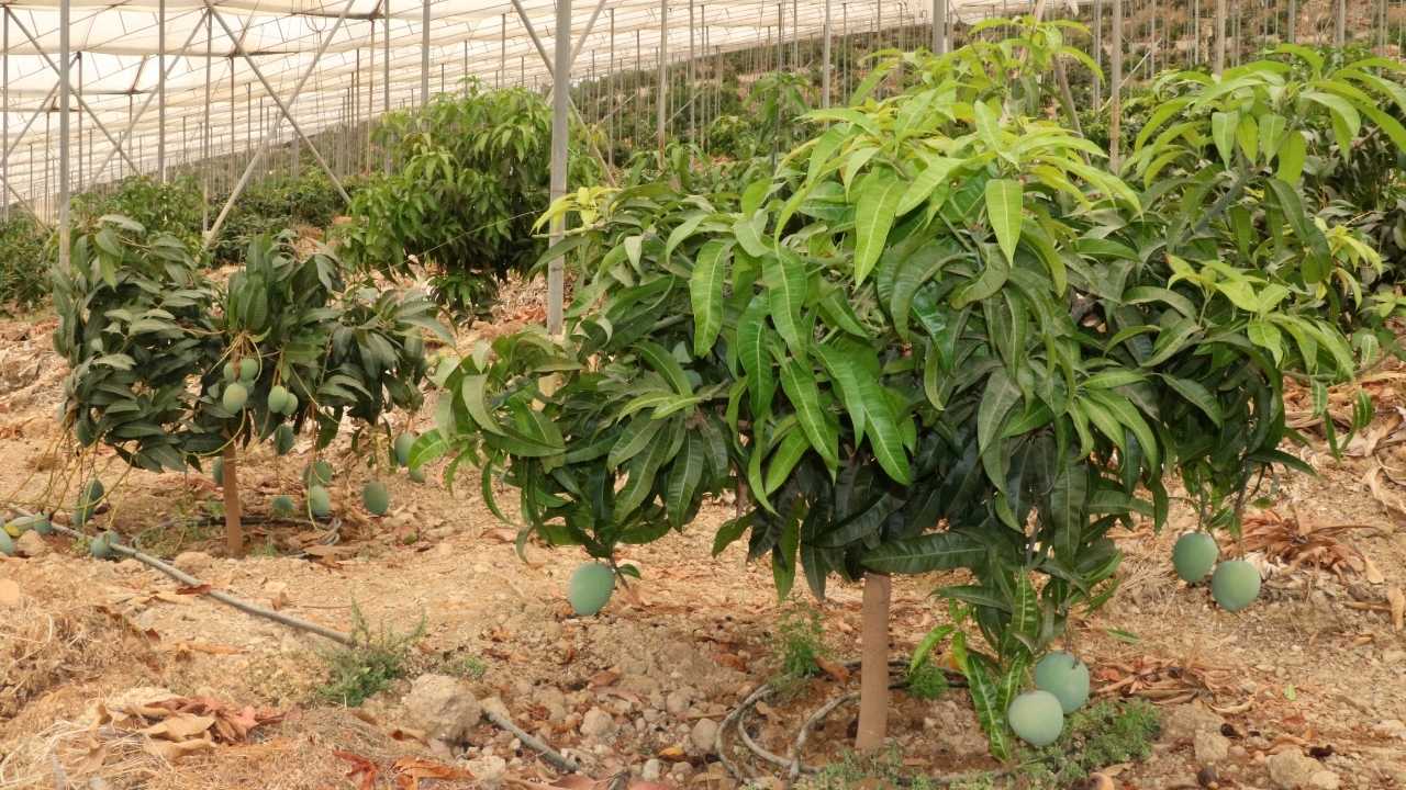 Alanya Mangosu 200 Tl'den Satışta! Tüketicilere Çağrı Yerli Mangoyu Tercih Edin 3