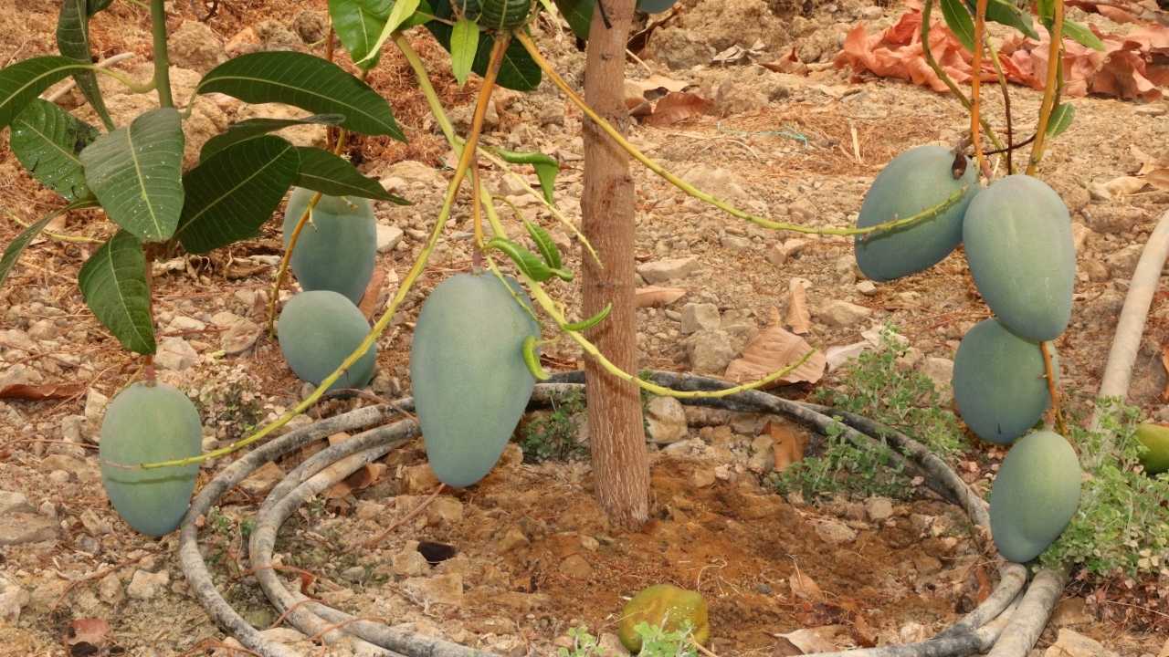Alanya Mangosu 200 Tl'den Satışta! Tüketicilere Çağrı Yerli Mangoyu Tercih Edin 4