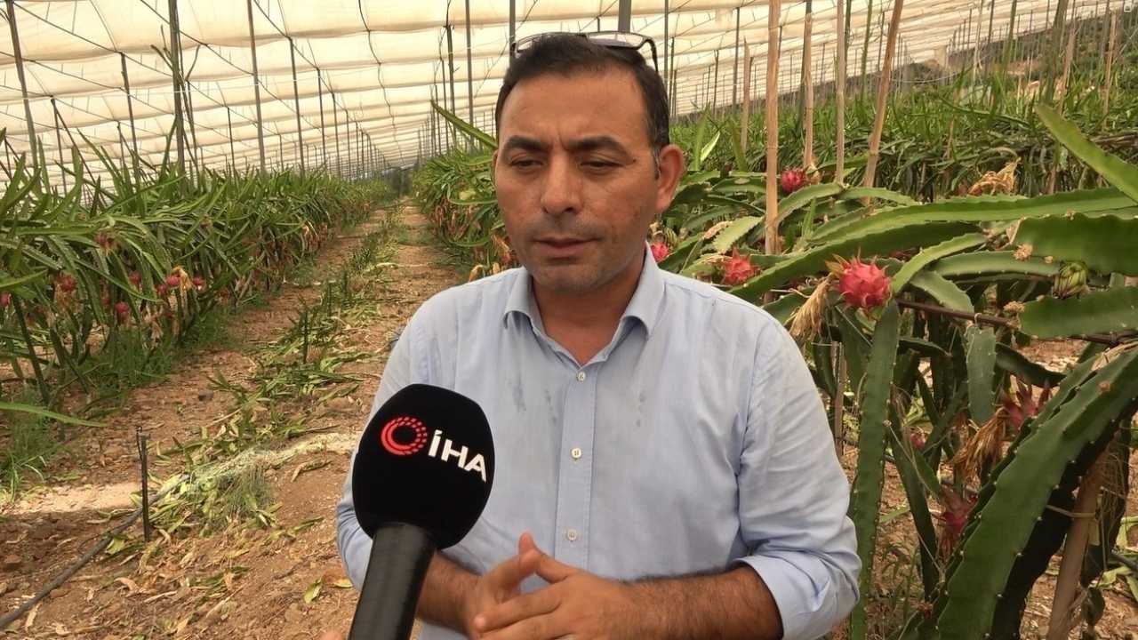 Alanya’da Ejder Meyvesi Üreticinin Yüzünü Güldürüyor 4
