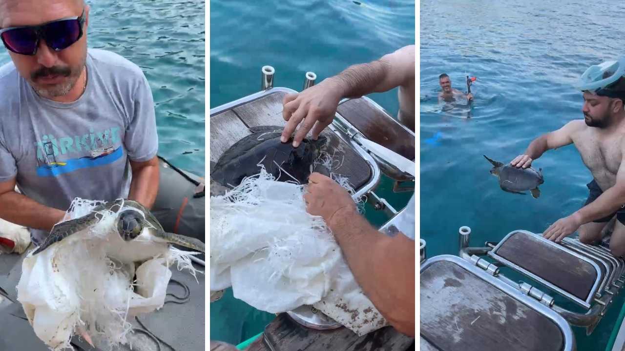 Antalya Kaş’ta Tekneci Caretta Caretta’yı Çuvaldan Kurtardı 2