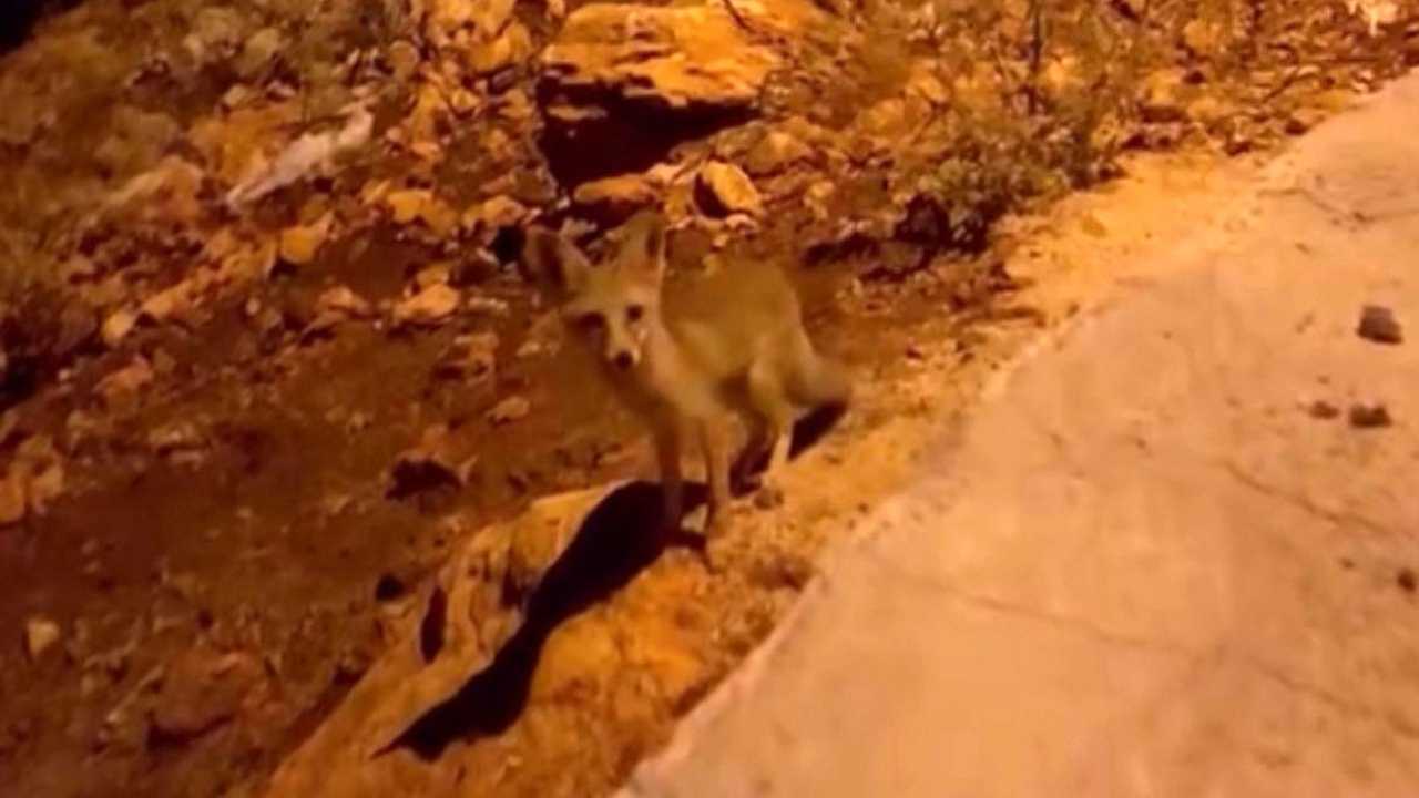 Antalya Kaş'ta Yavru Tilkilere Bisküvi İkramı! Seyir Tepesinde İlginç Anlar 2