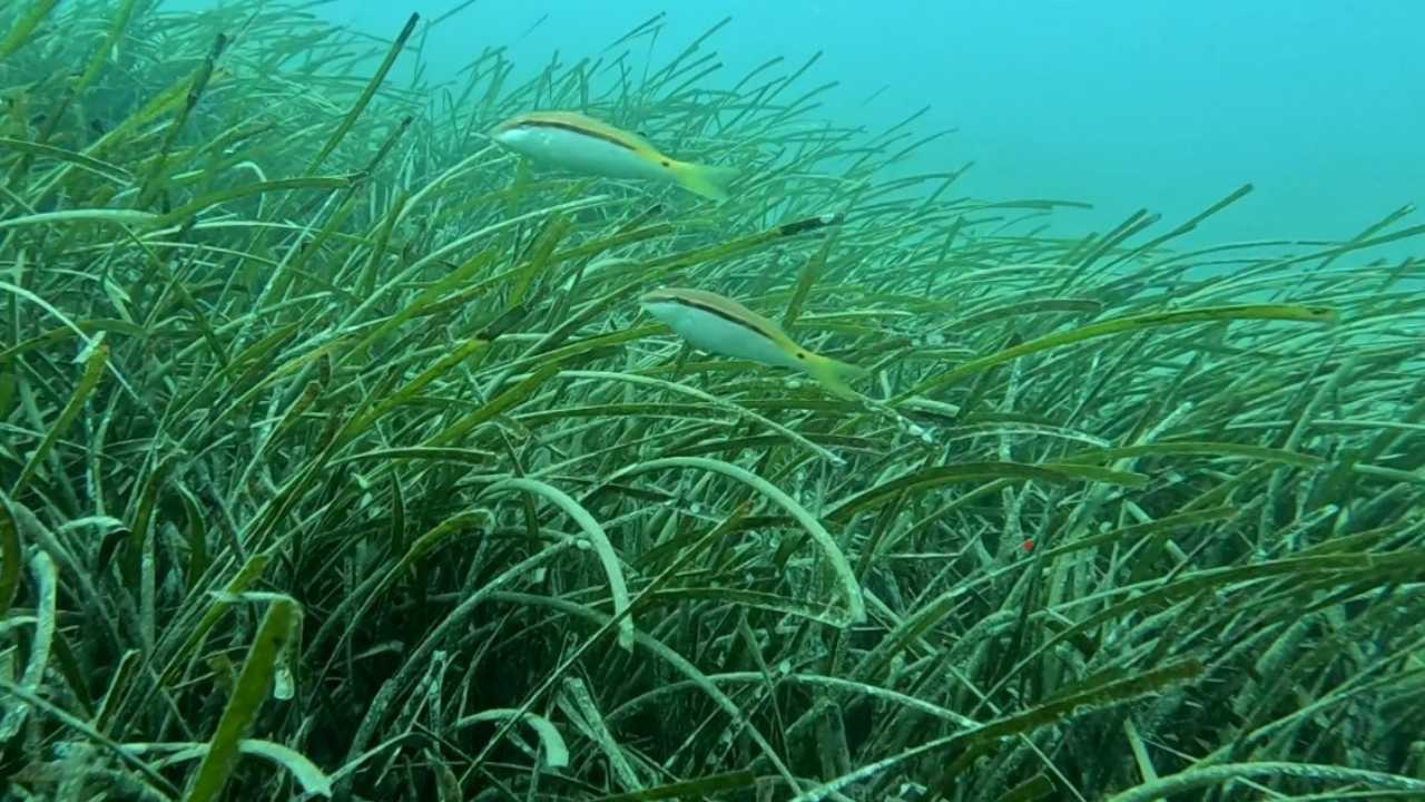 Antalya Kıyılarındaki Deniz Çayırları Tehdit Altında2