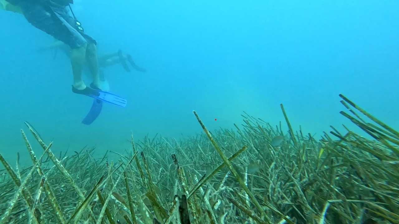 Antalya Kıyılarındaki Deniz Çayırları Tehdit Altında3