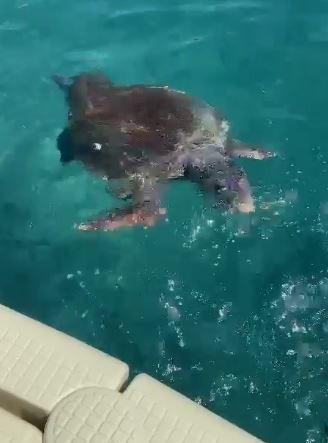 Antalya Sahillerinde Caretta Caretta Isırma Vakaları Arttı