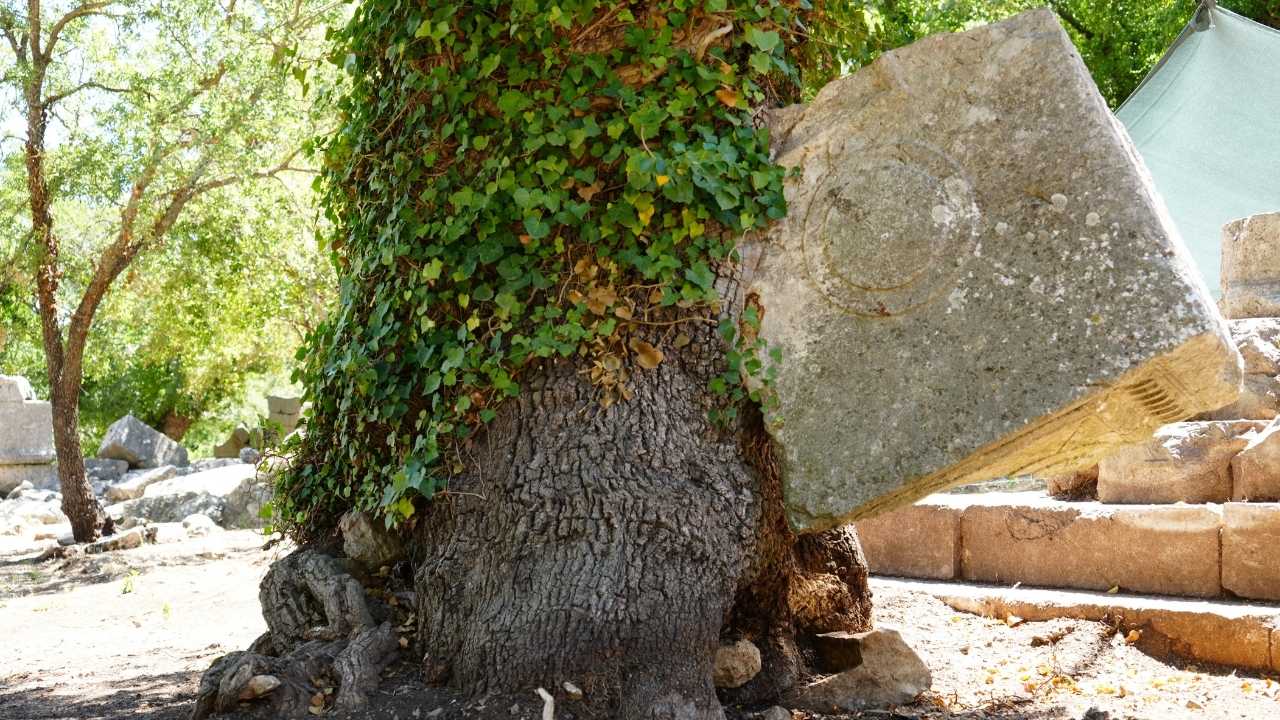Antalya Termessos’ta Ağaç Lahiti Koruma Altına Aldı 2
