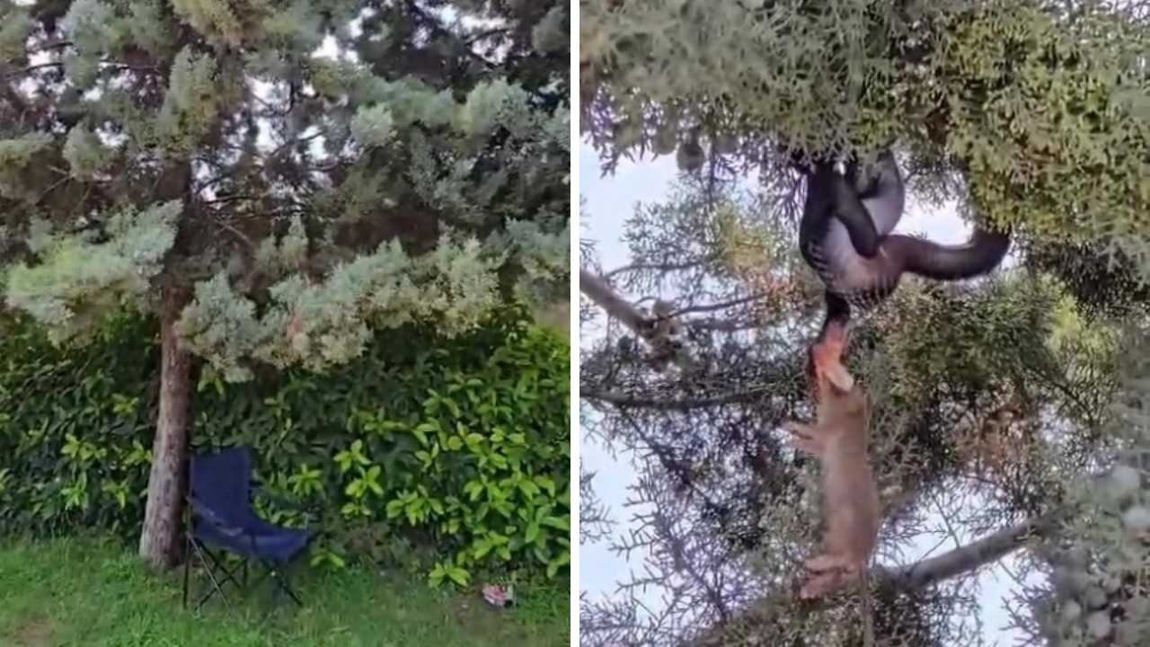 Antalya’da Ağaçtaki Yılanla Göz Göze Geldi (2)