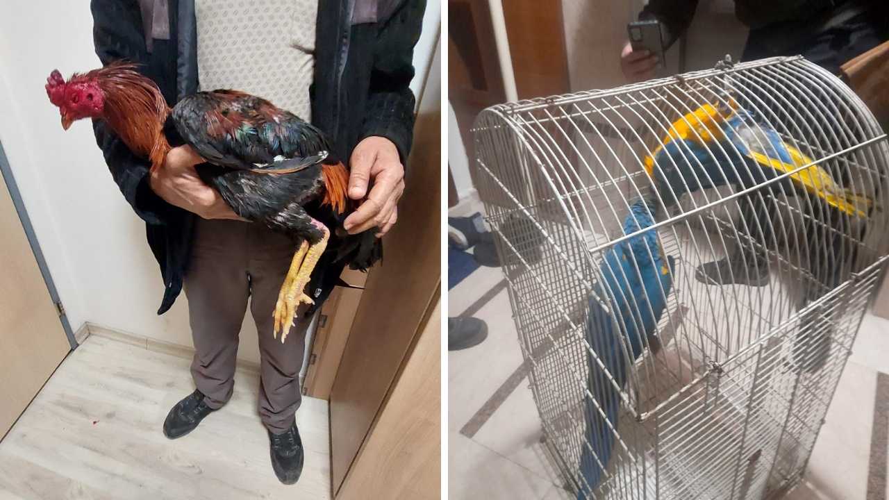 Antalya'da Hayvana Çarpıp Kaçma Cezası 10 Bin 385 Tl 3