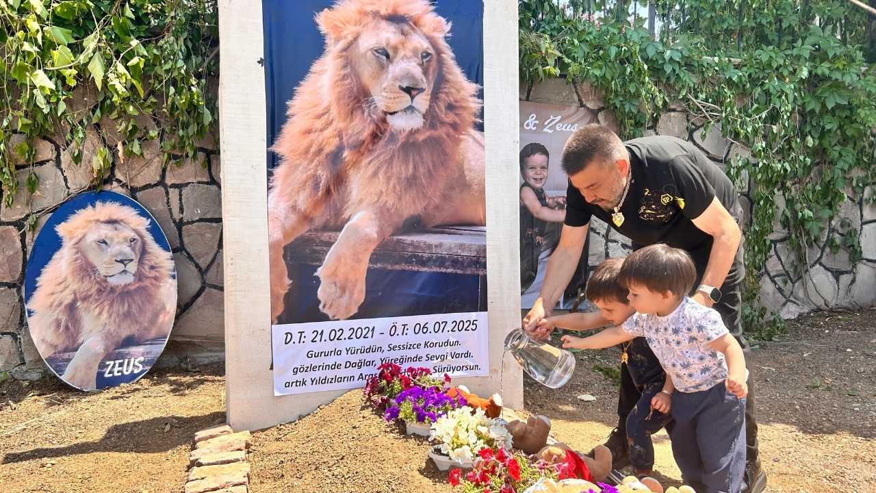 Antalya’da Öldürülen Aslan Zeus'un Sahibinden Veda 1