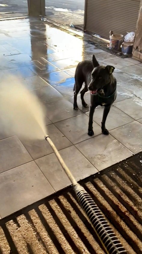Antalya’da Sıcaktan Bunalan Köpeğin Serinleme Yöntemi Şaşırttı