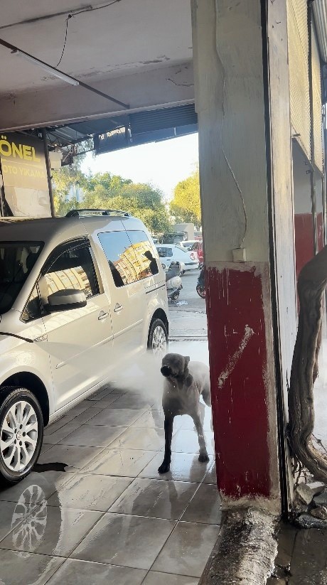 Antalya’da Sıcaktan Bunalan Köpeğin Serinleme Yöntemi Şaşırttı