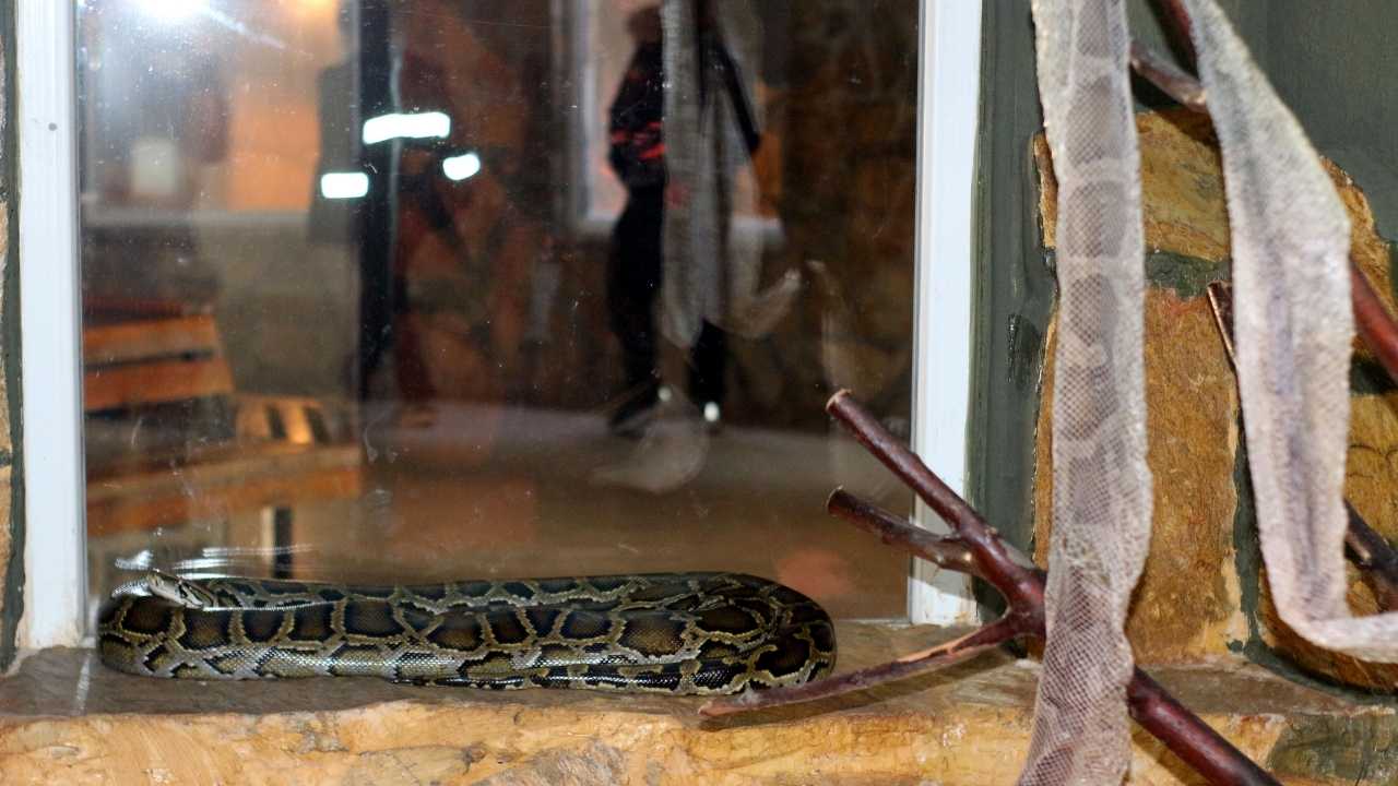 Antalya’da Yılan Derisi Şifa Arayışıyla Yeniden Gündemde 3