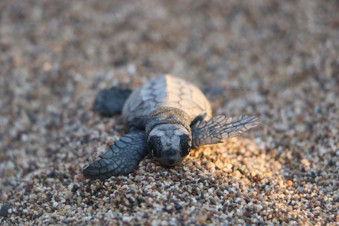 Caretta Yavruları Çıralı’da Denize Kavuştu İlk Yuvalar Açıldı 5