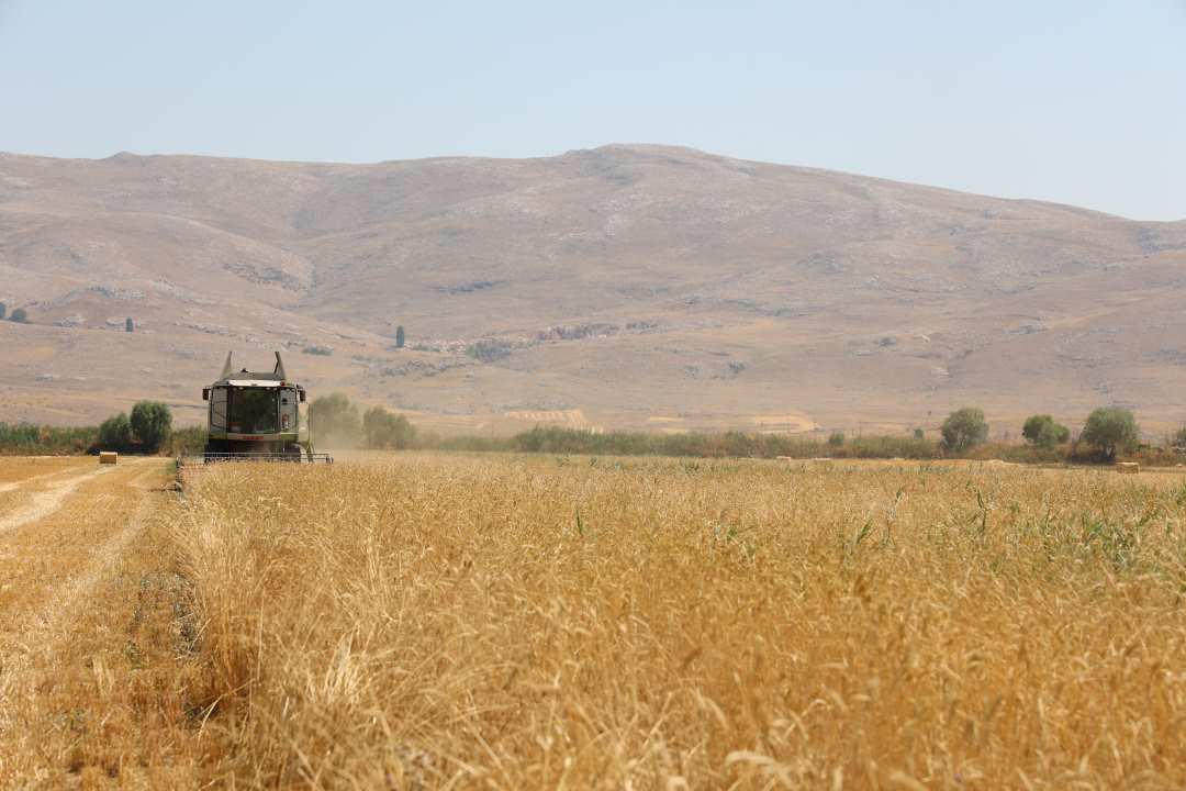 Antalya’da Hibe Tohumlarla 3 Bin Dekarda Rekor Verim 2