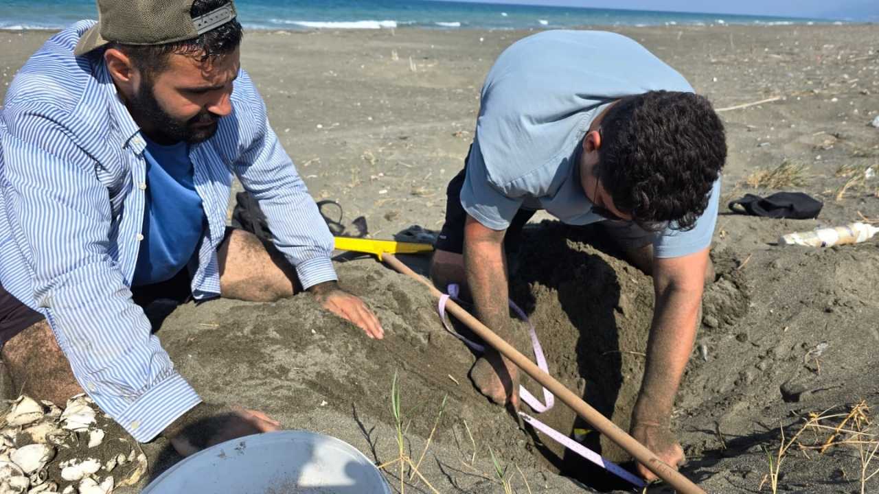 Hatay Samandağ’da Kaplumbağalar Yeniden Koruma Altında 2