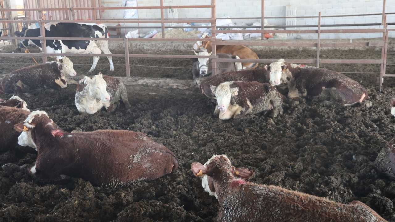 Hatay’da Hırçın Anguslar Serbest Dolaşıyor2