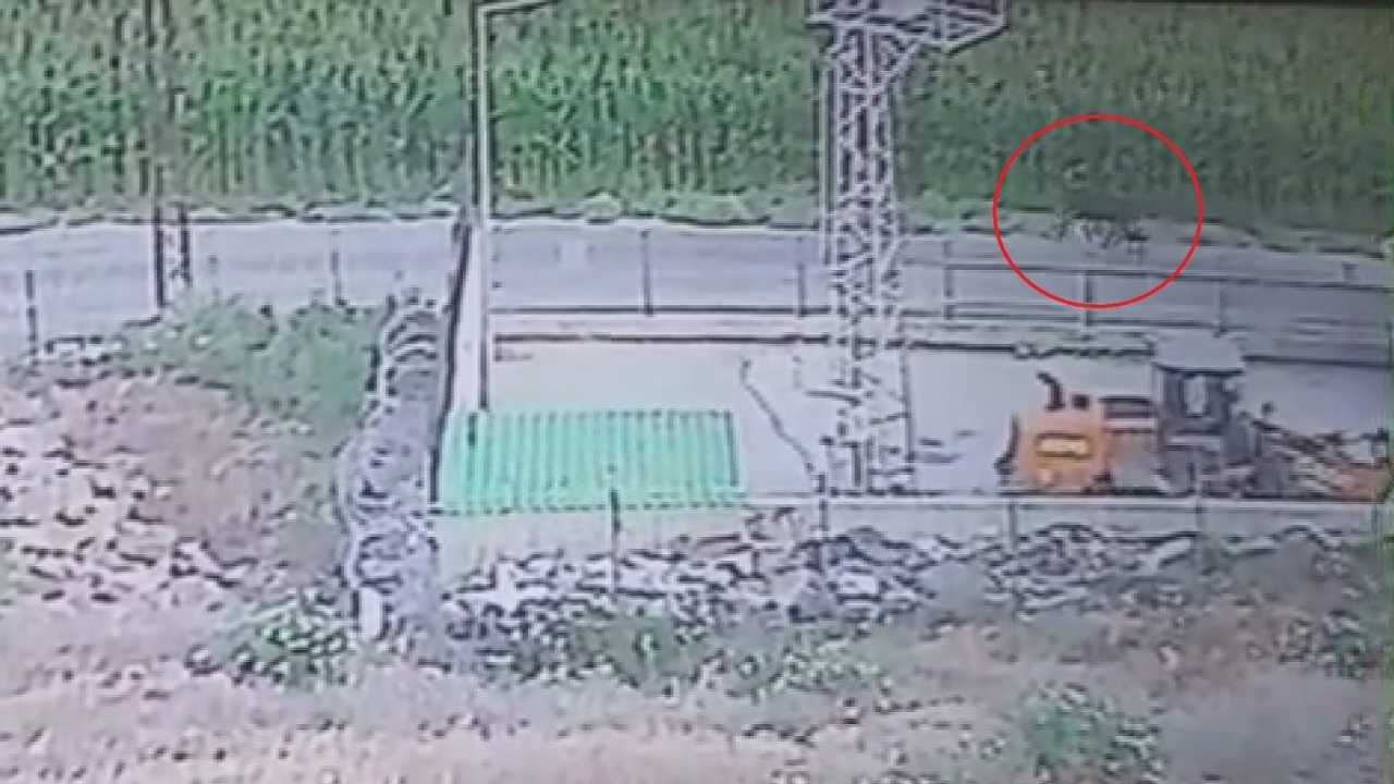 Hatay’da Hırçın Anguslar Serbest Dolaşıyor3