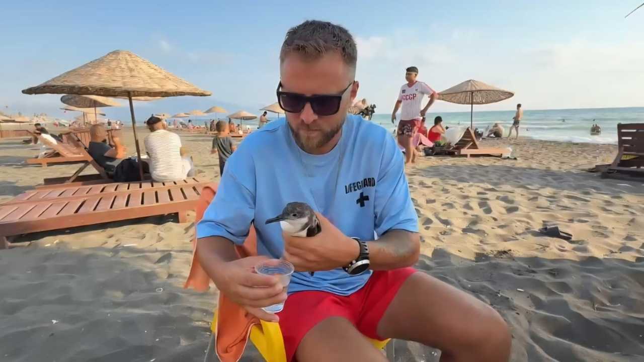 Hatay’da Nesli Tehlike Altındaki Kuşa Cankurtaran Nefes Oldu 3