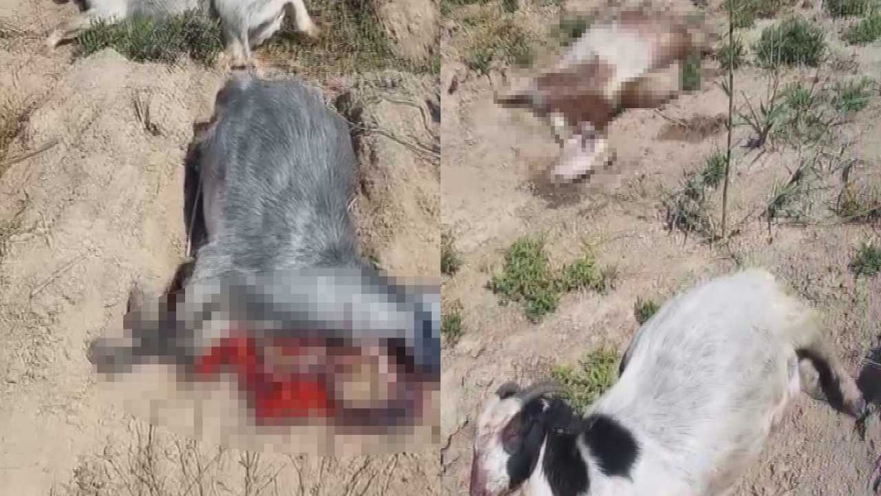 Hatay’da Zehirli Su Tehlikesi3