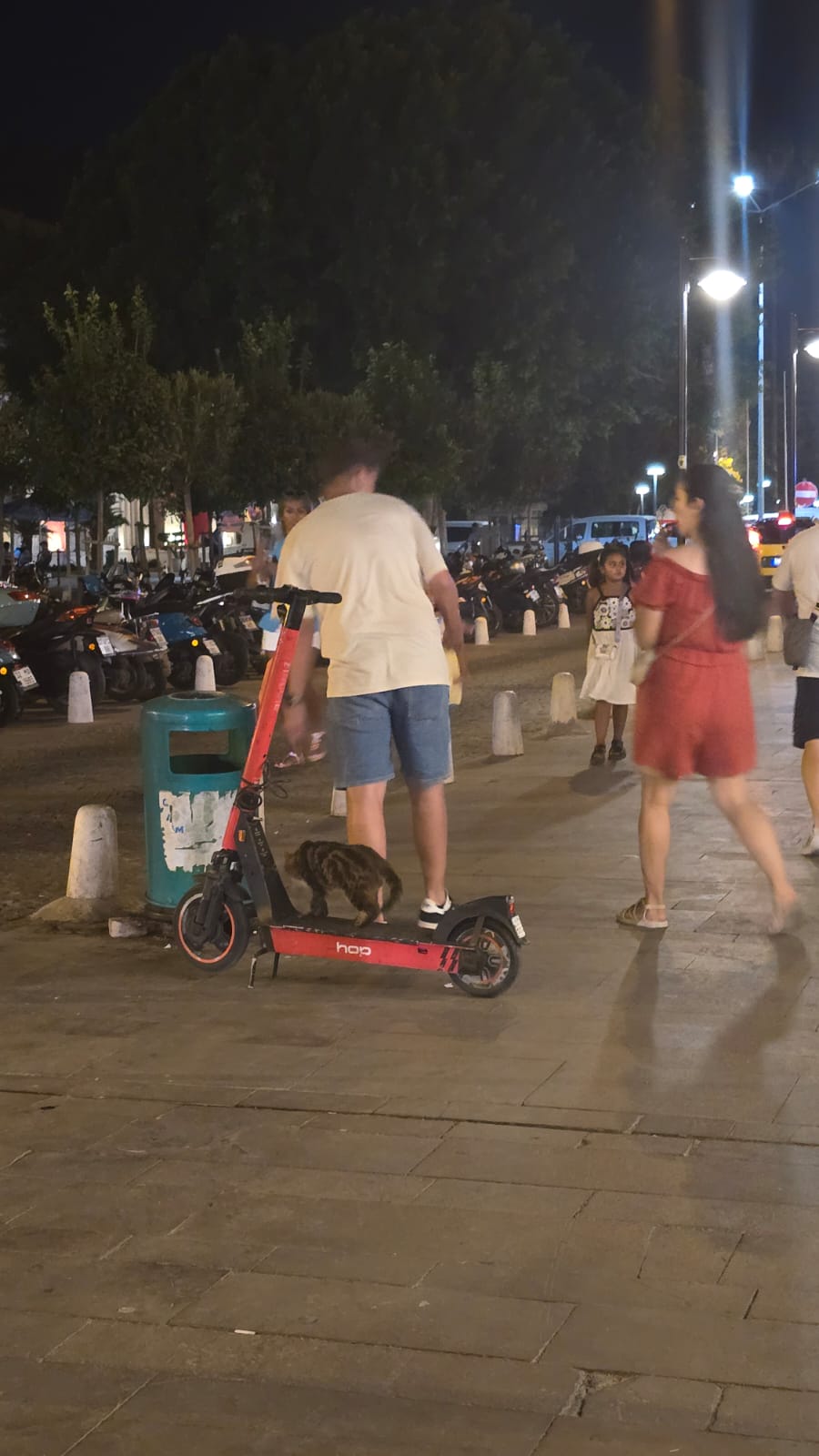 Kaleiçi’nde Scooter’a Kurulan Kedi Görenleri Hayrete Düşürdü12 (2)