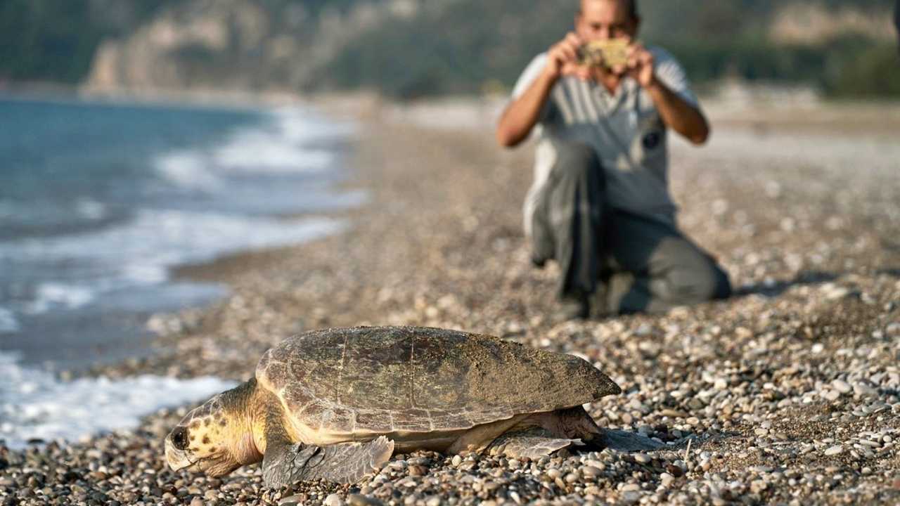 Kemer Çıralı'daki İşletmeler 118 Caretta Yuvasına Sponsor Oldu 2