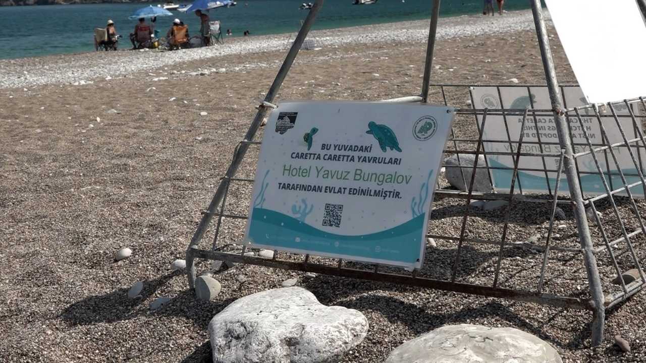 Kemer Çıralı'daki İşletmeler 118 Caretta Yuvasına Sponsor Oldu 3