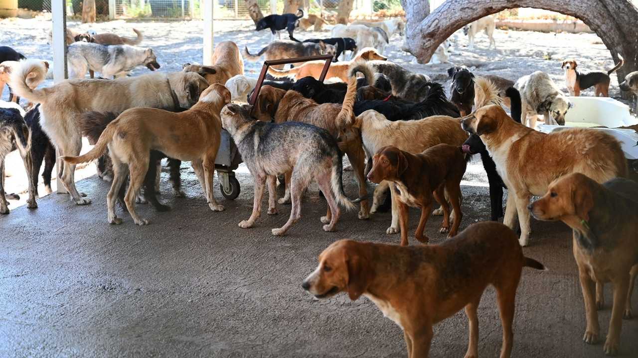 Kemer’de Can Dostlarına Sevgi Eliyle Büyük Destek2