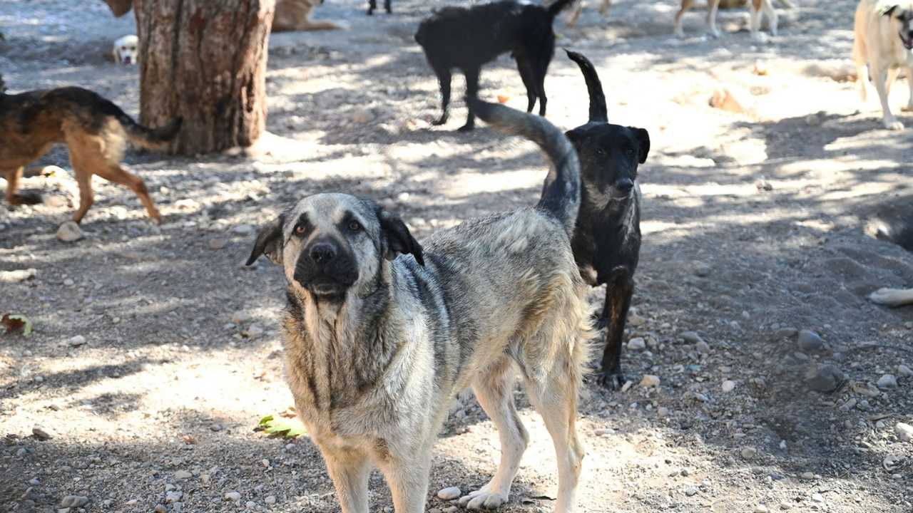Kemer’de Can Dostlarına Sevgi Eliyle Büyük Destek4