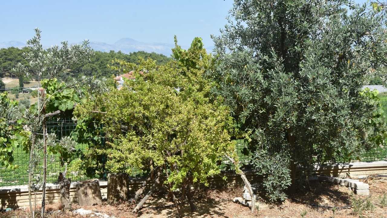 Manavgat’ta Emekli Öğretmenin Bahçesinde Susuzluk Çilesi 3