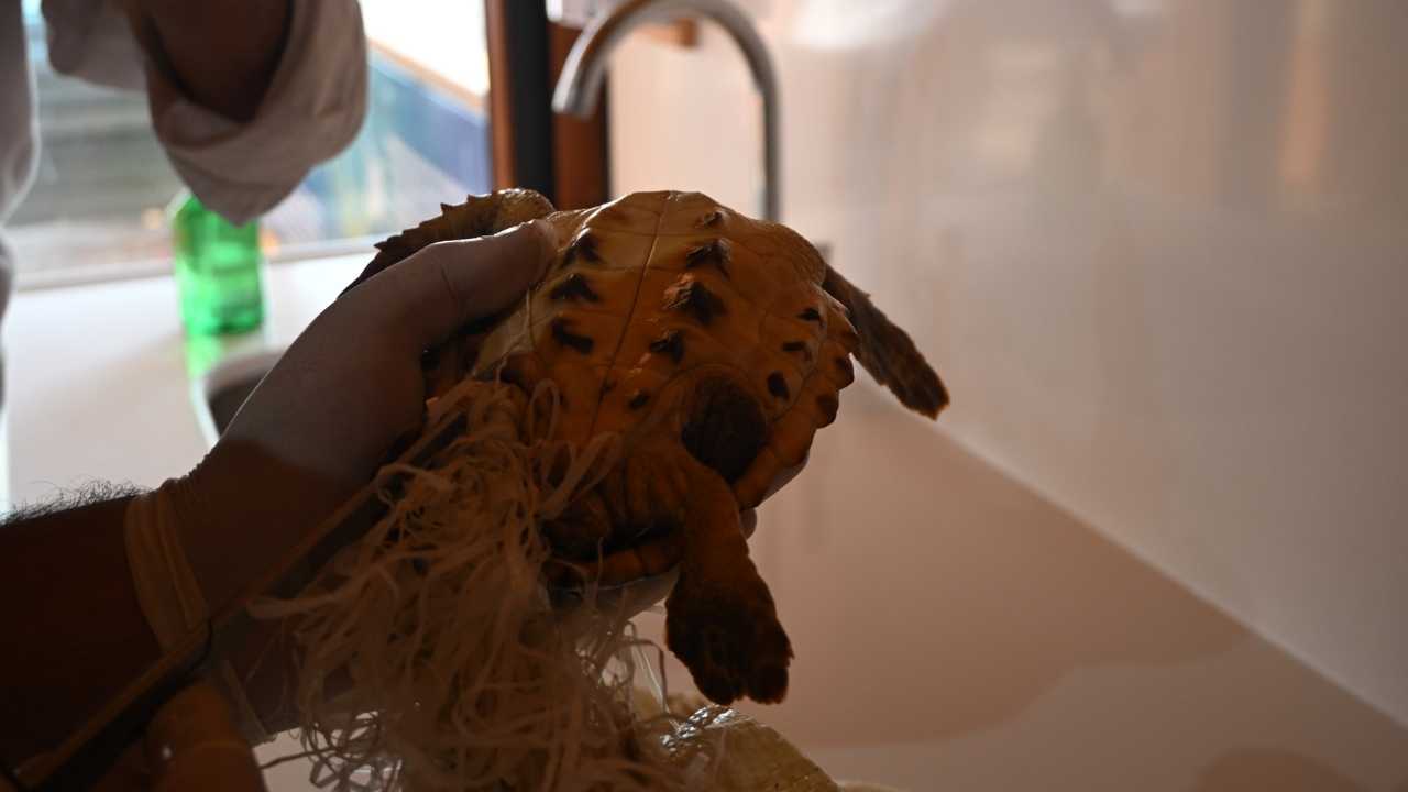 Manavgat’ta Minik Caretta Sevgi Dolu Dokunuşla Yaşama Döndü 2