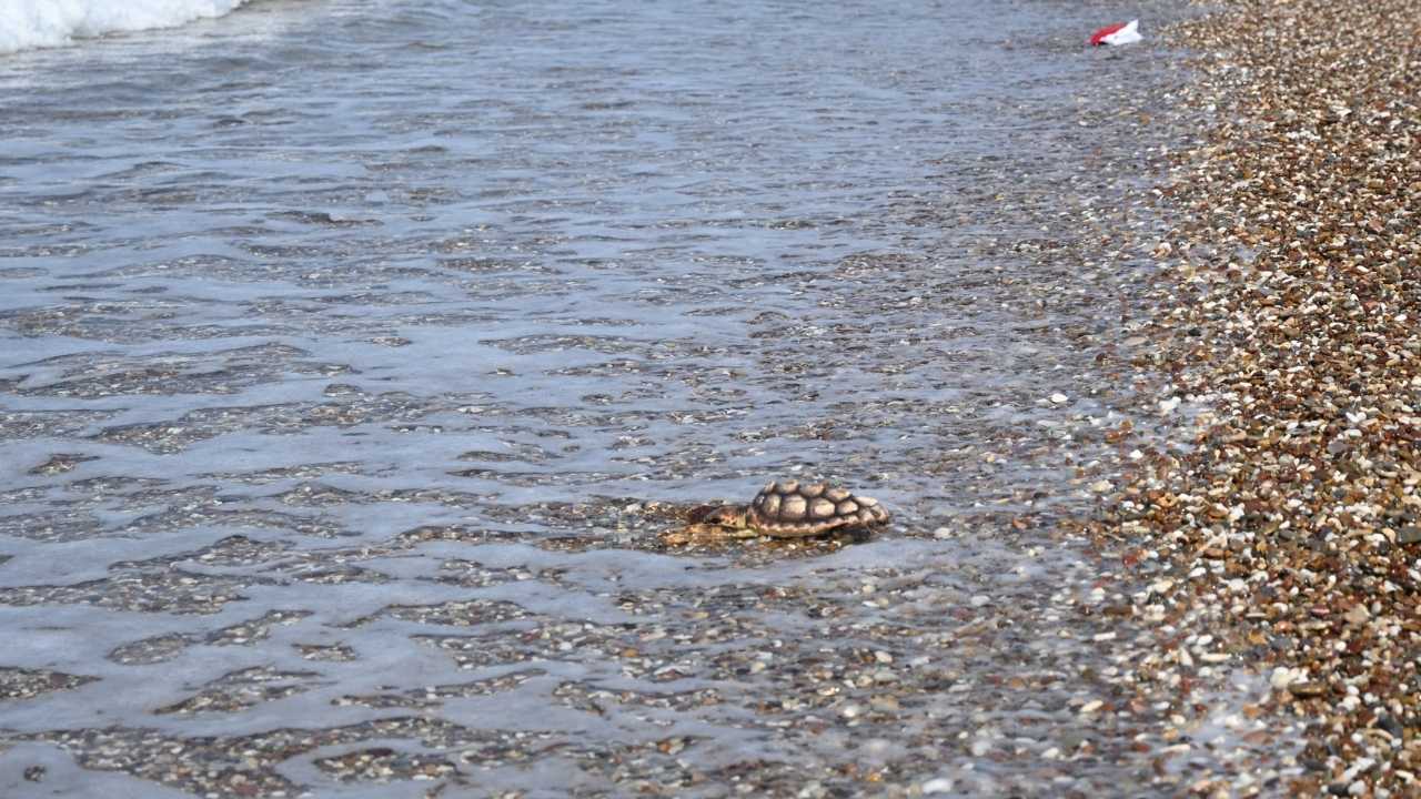 Manavgat'ta Minik Caretta4