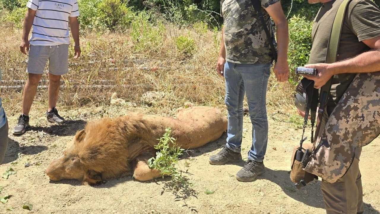 Manavgat’ta Vurulan Aslanın Kaçış Görüntüleri Yayınlandı2