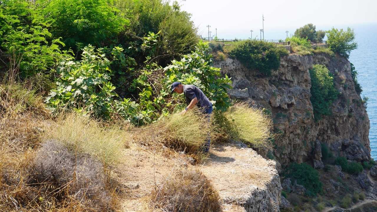 Sadece Antalya'da Yetişiyordu! 'Lara Gelini' Ermenek Yangınlarıyla Yok Olma Sınırında 4