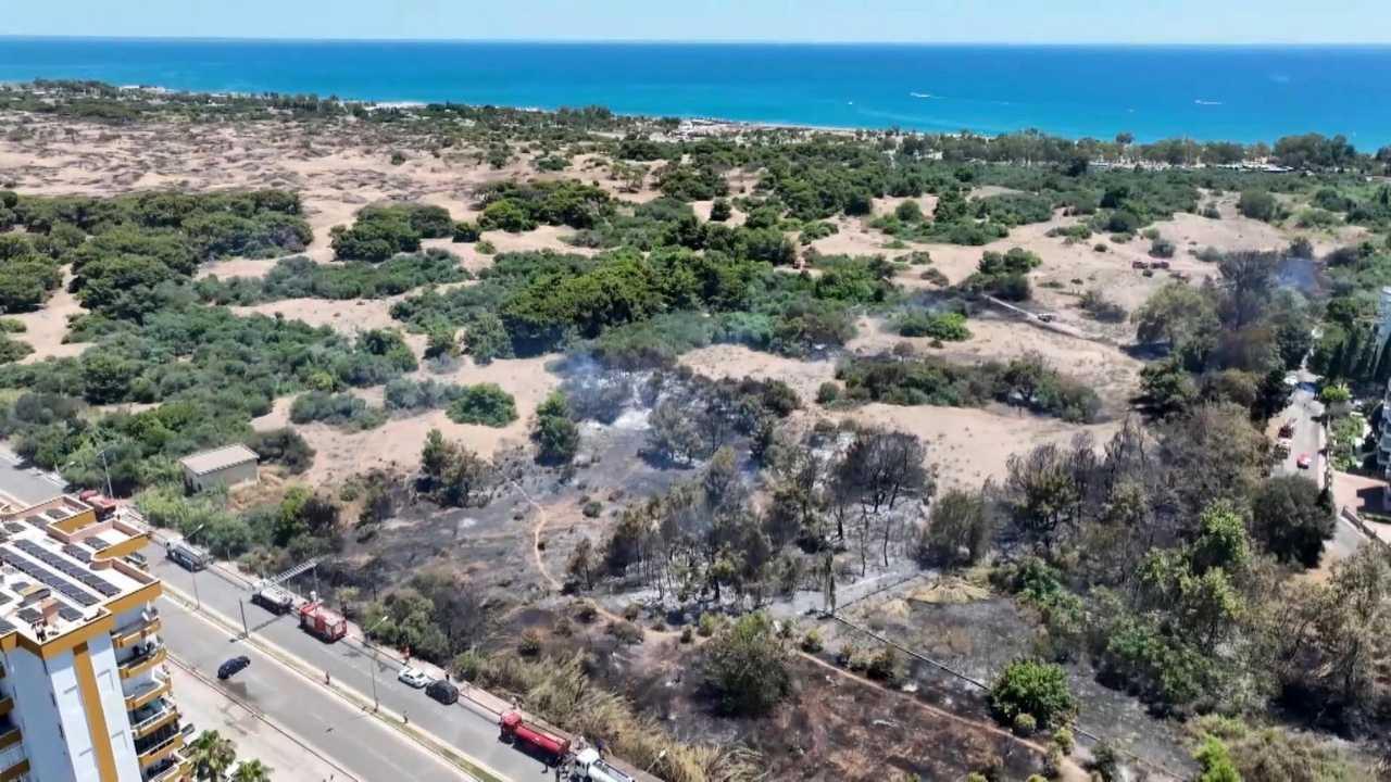 Sadece Antalya'da Yetişiyordu! 'Lara Gelini' Ermenek Yangınlarıyla Yok Olma Sınırında 5