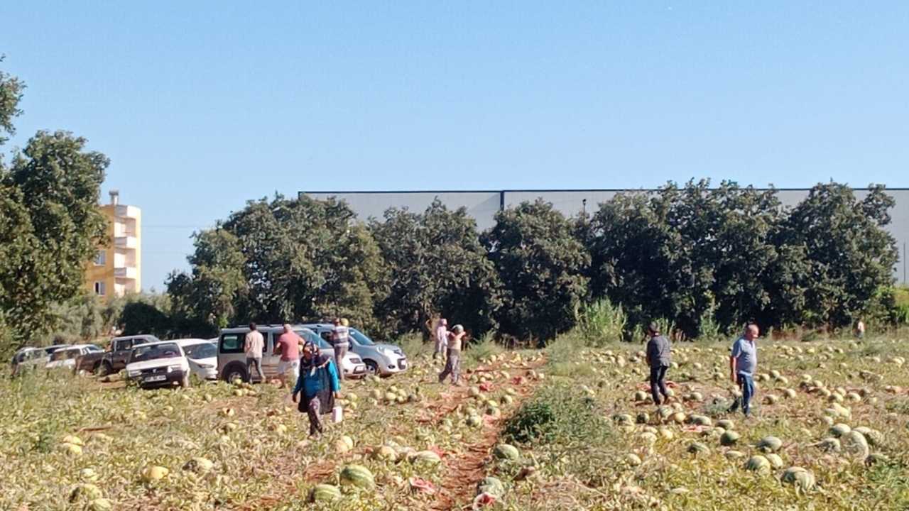 Serikli Çiftçi 1 Paylaşımla 120 Ton Karpuzu Dağıttı! 2 Günde Tükendi 3