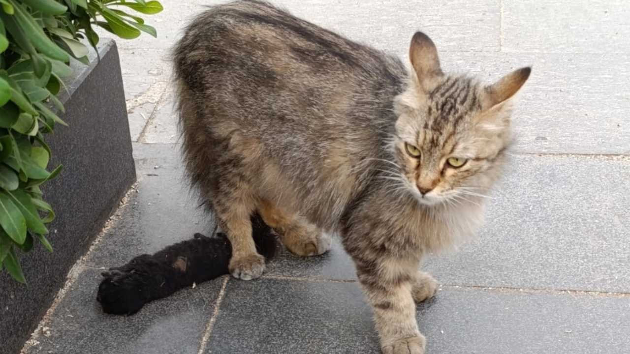 Serik’te Yavrusunu Kaybeden Kediye Sevgi Dolu Dokunuş 3