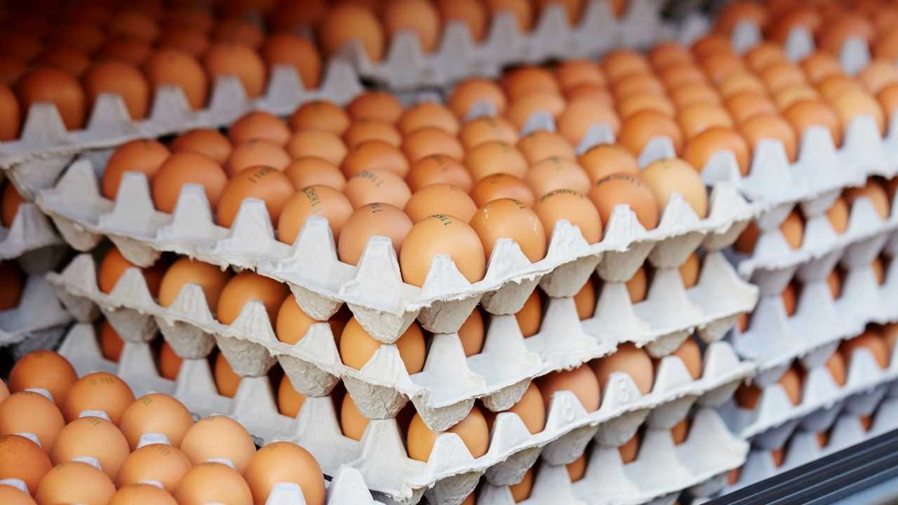 Yumurta Üretimi 5 Aydır Düşüş Trendinde2