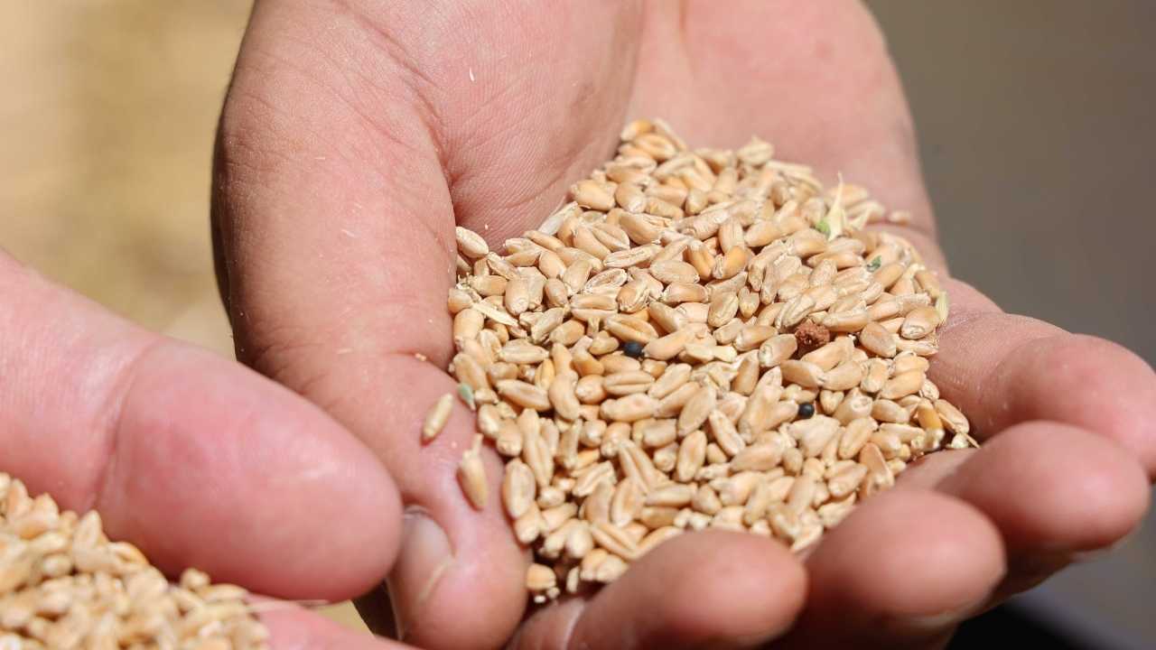 Antalya’da Halk Ekmek Yerli Buğday Dönemine Geçti 4