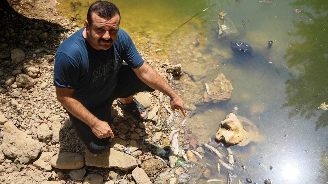 Antalya’nın Gelin Düşen Deresi’nde Endemik Çiçek Balıkları Kirliliğe Kurban Gitti 2