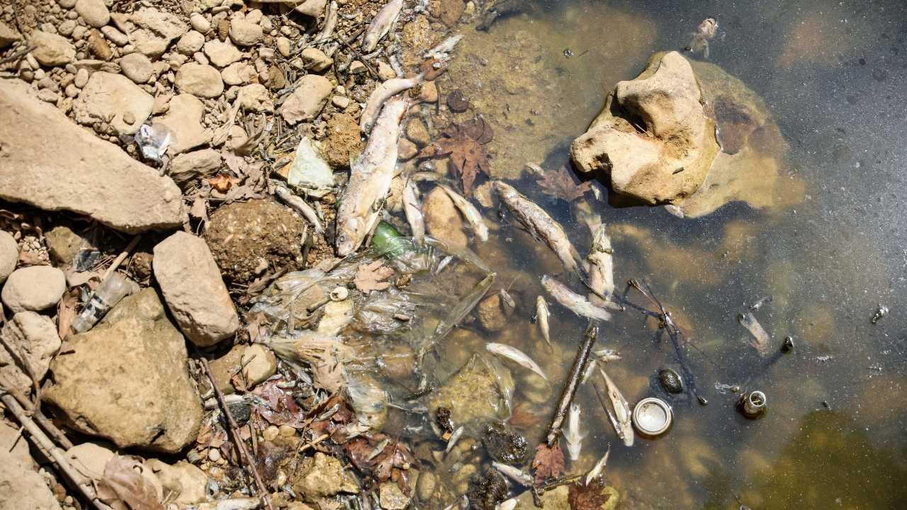 Antalya’nın Gelin Düşen Deresi’nde Endemik Çiçek Balıkları Kirliliğe Kurban Gitti 4