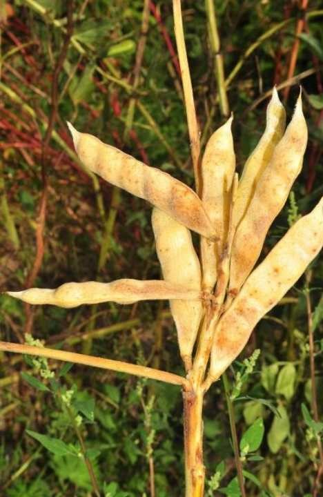 Tirmis, Lupinus cinsinin olgunlaşmış sarı baklagil tohumlarından elde ediliyor. 