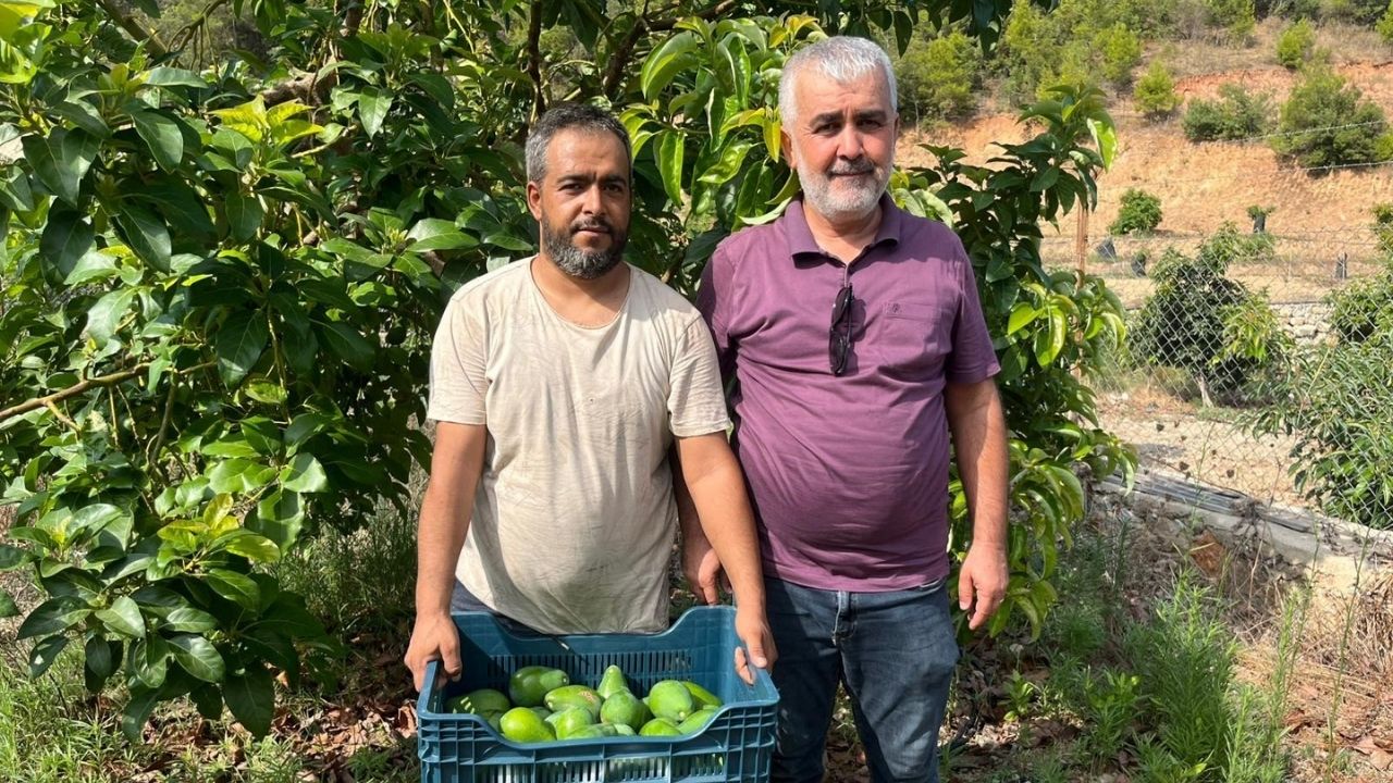 Erkenci Avokado 55 Liradan Alıcı Buluyor (1)