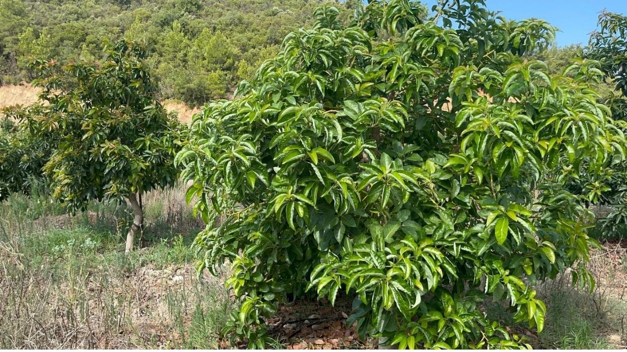 Erkenci Avokado 55 Liradan Alıcı Buluyor (2)