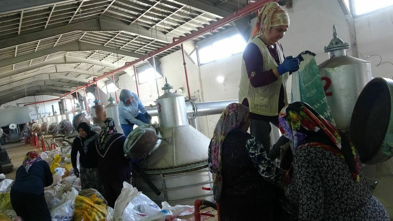 4 tondan 1 litre çıkıyor! Isparta'da gül yağı fiyatları dudak uçuklatıyor 8