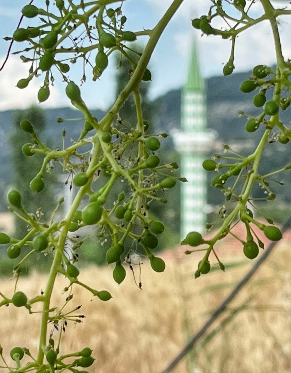 Gezen Objektif: Toroslardaki pekmez deposu: ARSAKÖY 2