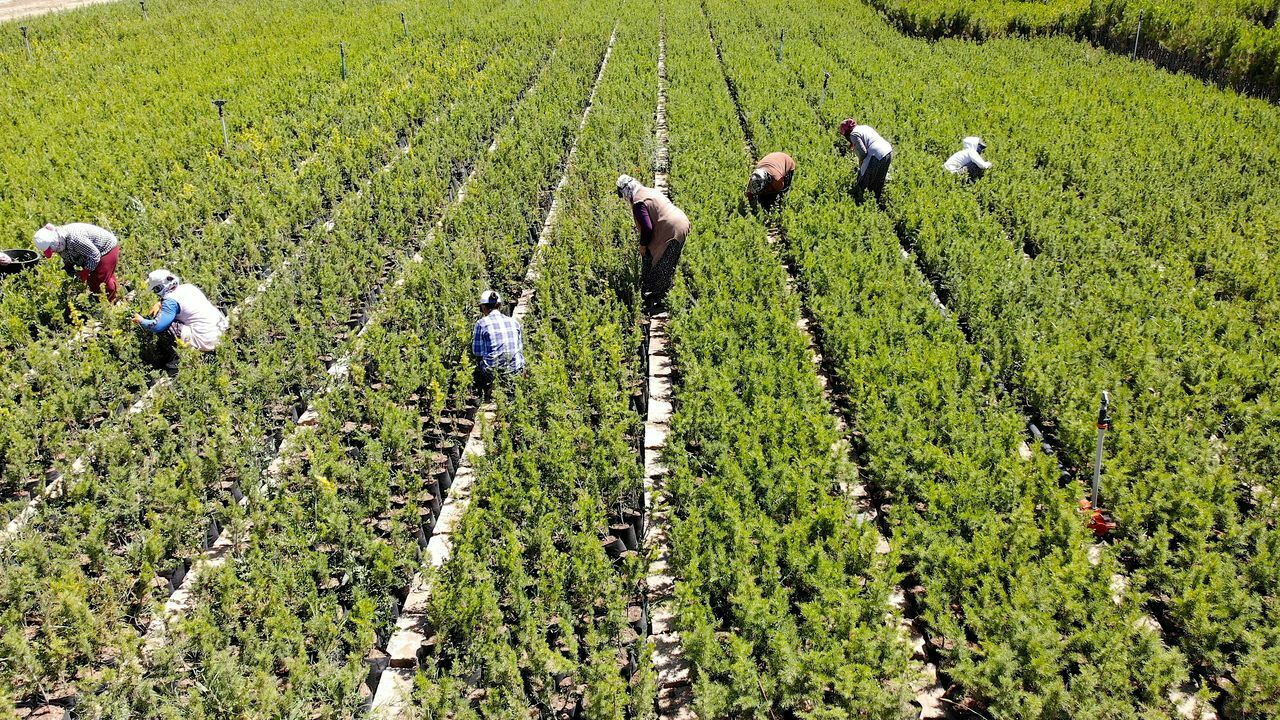 Yetiştirilen 3 milyon fidan yanan ormanlık alanları yeşillendirecek 14