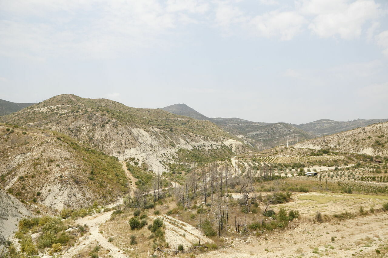 Manavgat yangınının üçüncü yılında yanan ormanlar yeşermeye başladı 4