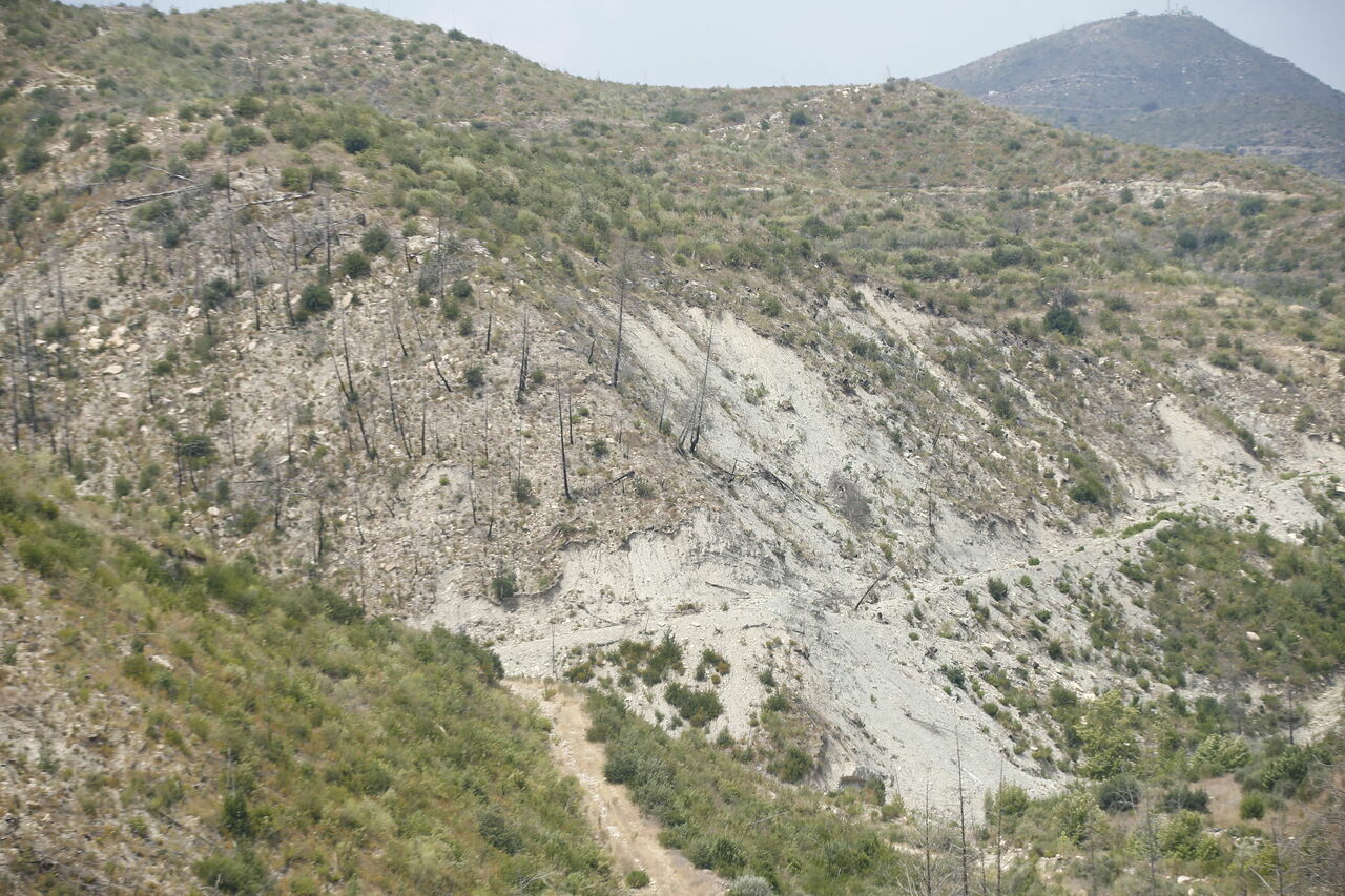 Manavgat yangınının üçüncü yılında yanan ormanlar yeşermeye başladı 3