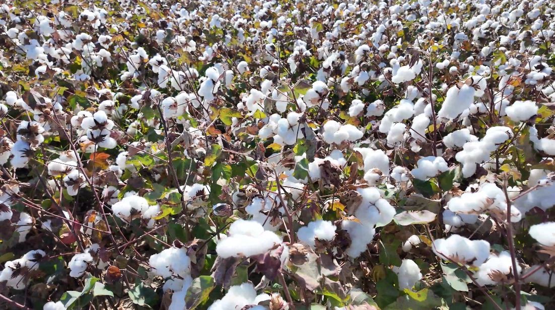 Denizli'de Beyaz Altın Hasadı Bereketiyle Başladı 6