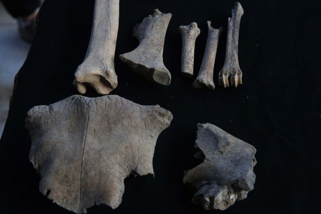 Kazılarda Bulunan İskeletlerden Antik Hastalıklar Bulunacak 1
