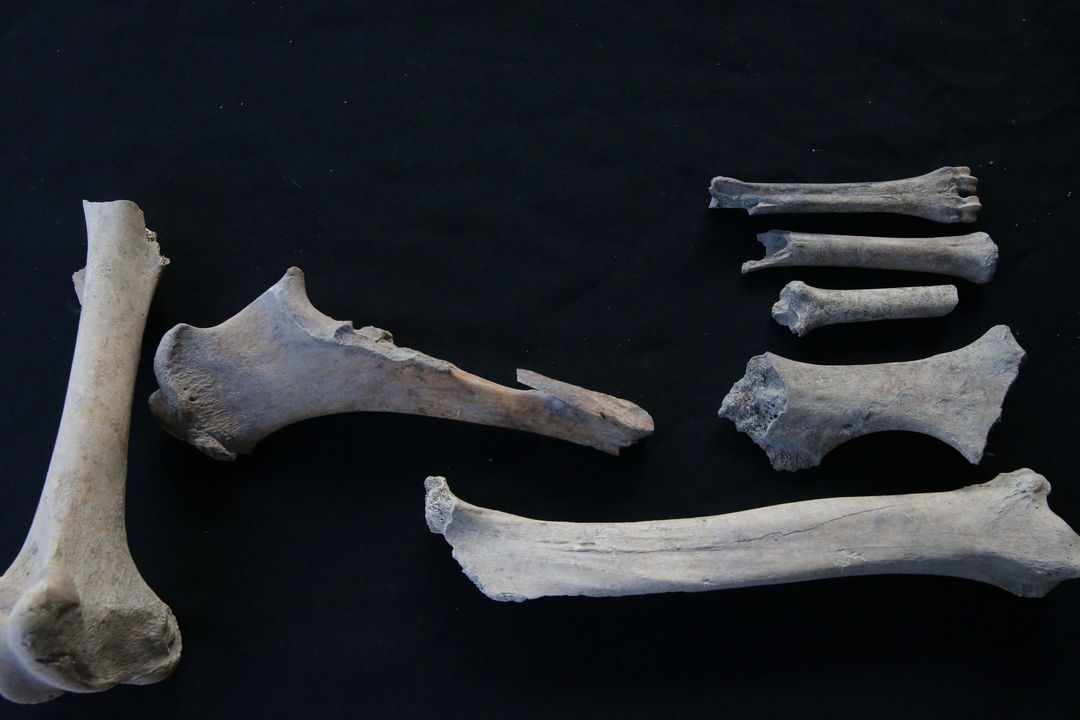 Kazılarda Bulunan İskeletlerden Antik Hastalıklar Bulunacak 19